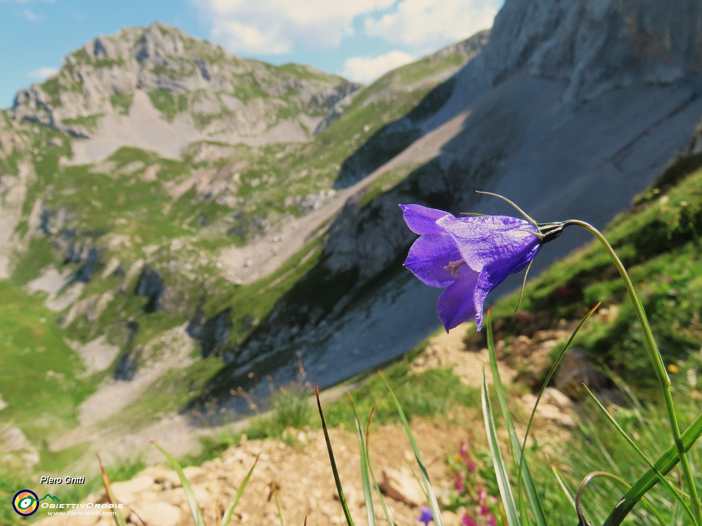 34 Campanula scheuchzeri (Campanula di Scheuchzer) con vista sul Mandrone e in Corna Piana.JPG